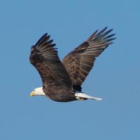 Bald Eagles – The City of Carlyle, Illinois | Carlyle Lake, Illinois