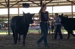 Cl Co Fair Cattle